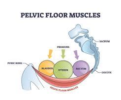 Pelvic floor muscle anatomy and pelvic health diagram