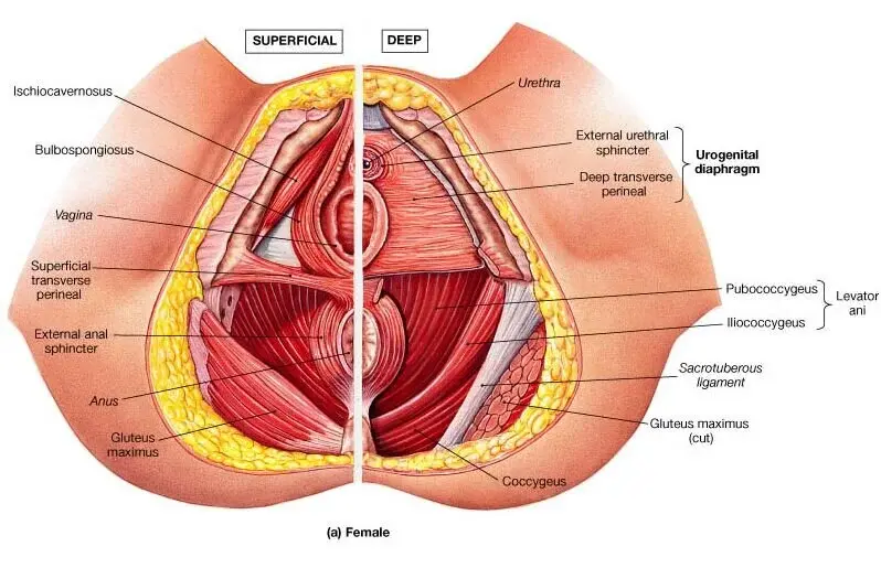 Female pelvic floor anatomy showing superficial and deep muscle layers